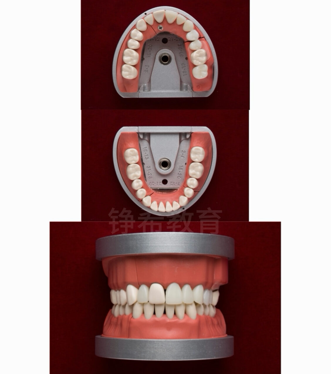 Hong Kong Dental Licensing Examination（HKDLE） Part 2 Practical Test 4 sets of official designated models